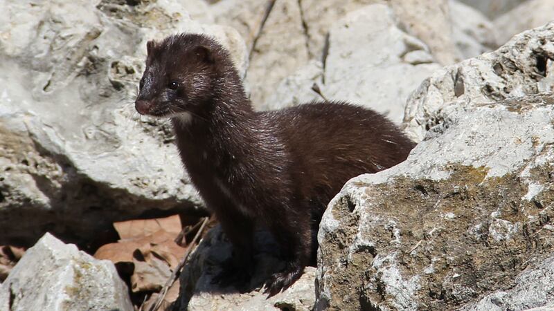 A wild American mink.