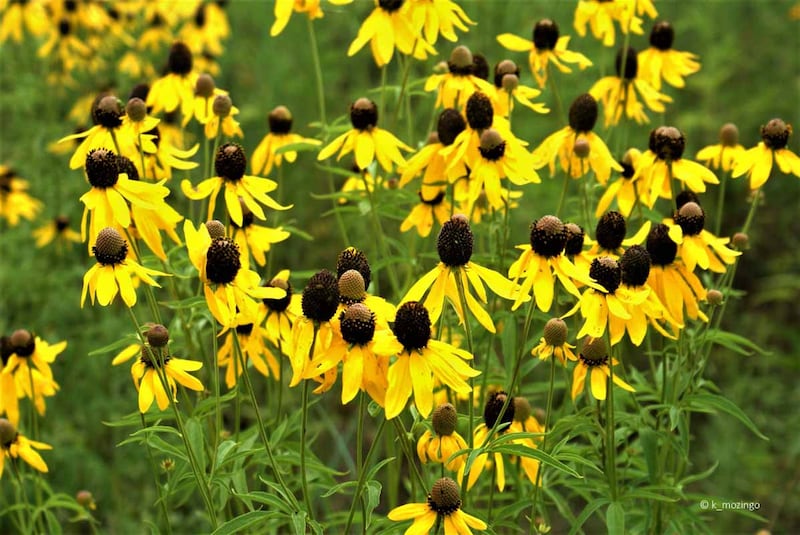 Master naturalist Ken Mozingo will present “Wildflowers of Kendall County” on Saturday, Sept. 2 at the Pickerill-Pigott Forest Preserve in Yorkville.