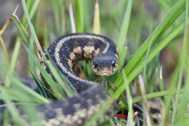 Meet a live snake and learn about the snakes of Will County during an Adult Lecture Series program on Feb. 20, 2026, at Hidden Oaks Nature Center in Bolingbrook.