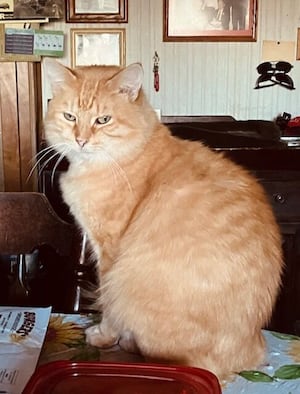 Pet of the Week: March 5, 2025