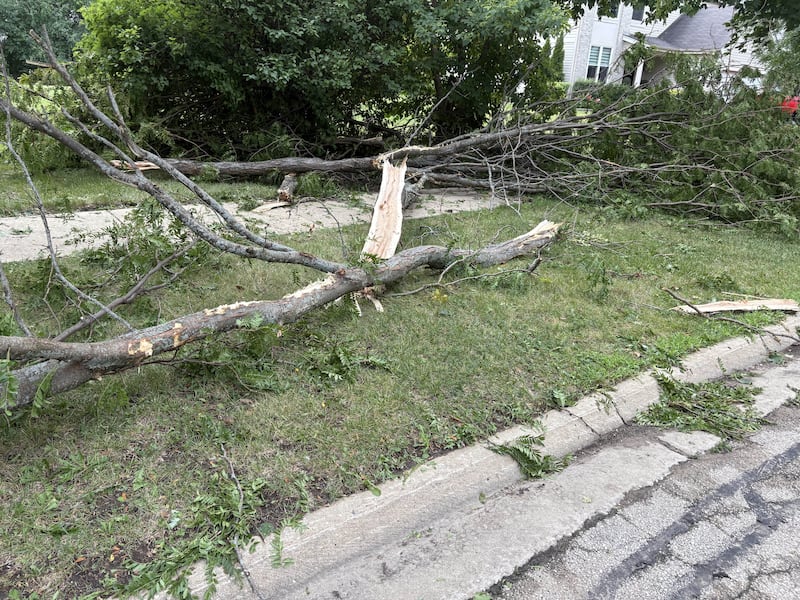 A tree damaged in storms in Cary pictured Aug. 17, 2025.