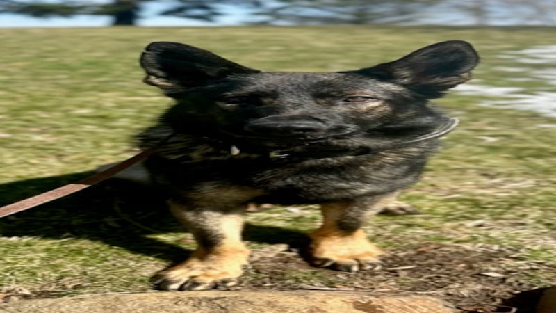 Fox Lake Police welcome K9 Officer Yogi