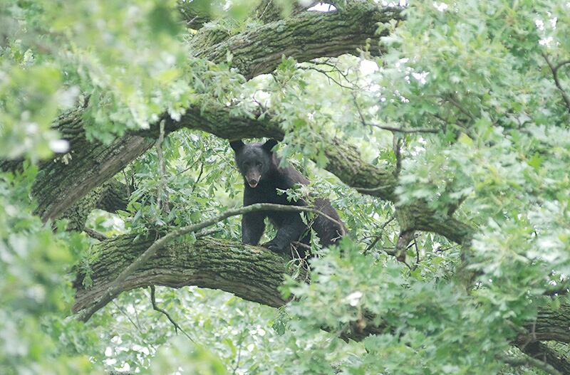 A black bear looks down on the crowd after being spotted in an oak tree southwest of Mt. Morris in 2014. IDNR has issued a press release that a black bear has been observed in Carroll and Jo Daviess counties. The bear in Ogle County eventually left the area.