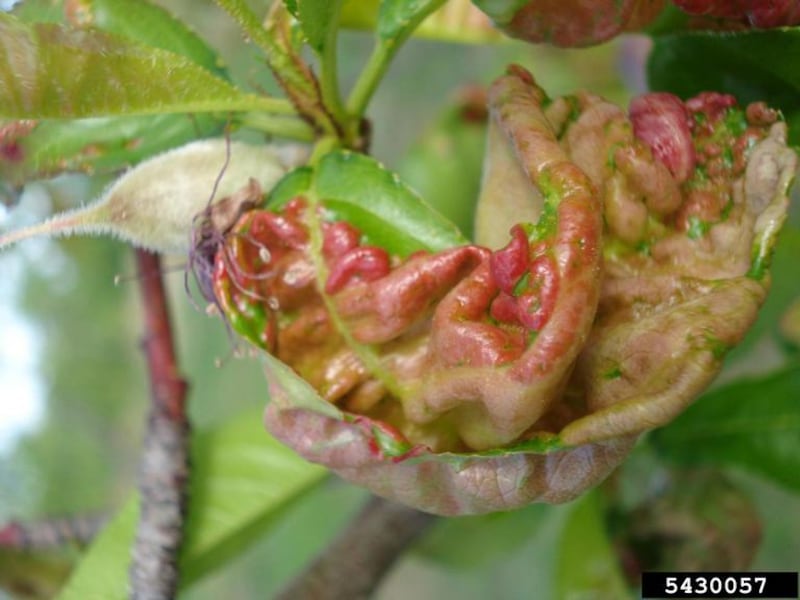 Maintaining overall tree health is essential when managing peach leaf curl. Good cultural practices can help trees recover and remain productive.