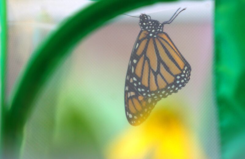 A monarch spreads its wings during Monarchs and Music at Crystal Lake Main Beach Sunday.