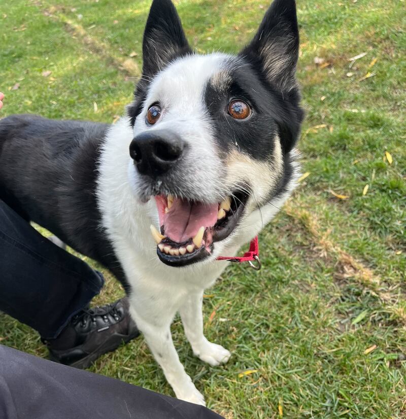 Indiana Bones is Save-A-Pet's pet of the week for Dec. 18, 2025.