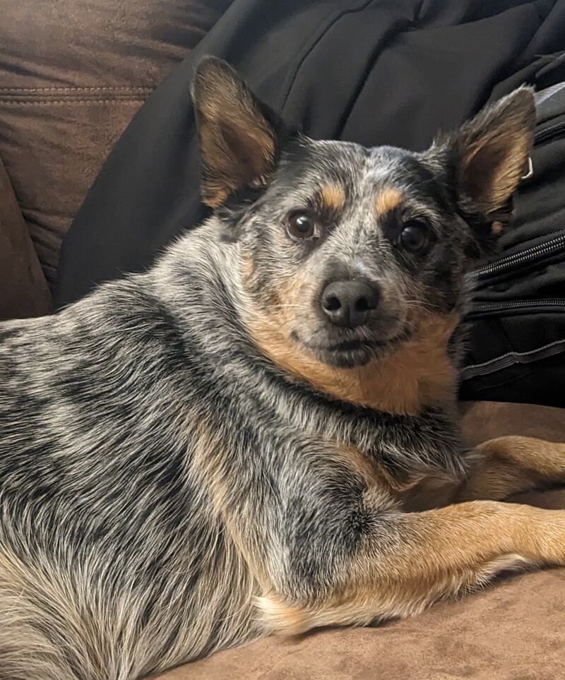 Bear is the Pet of the Week.