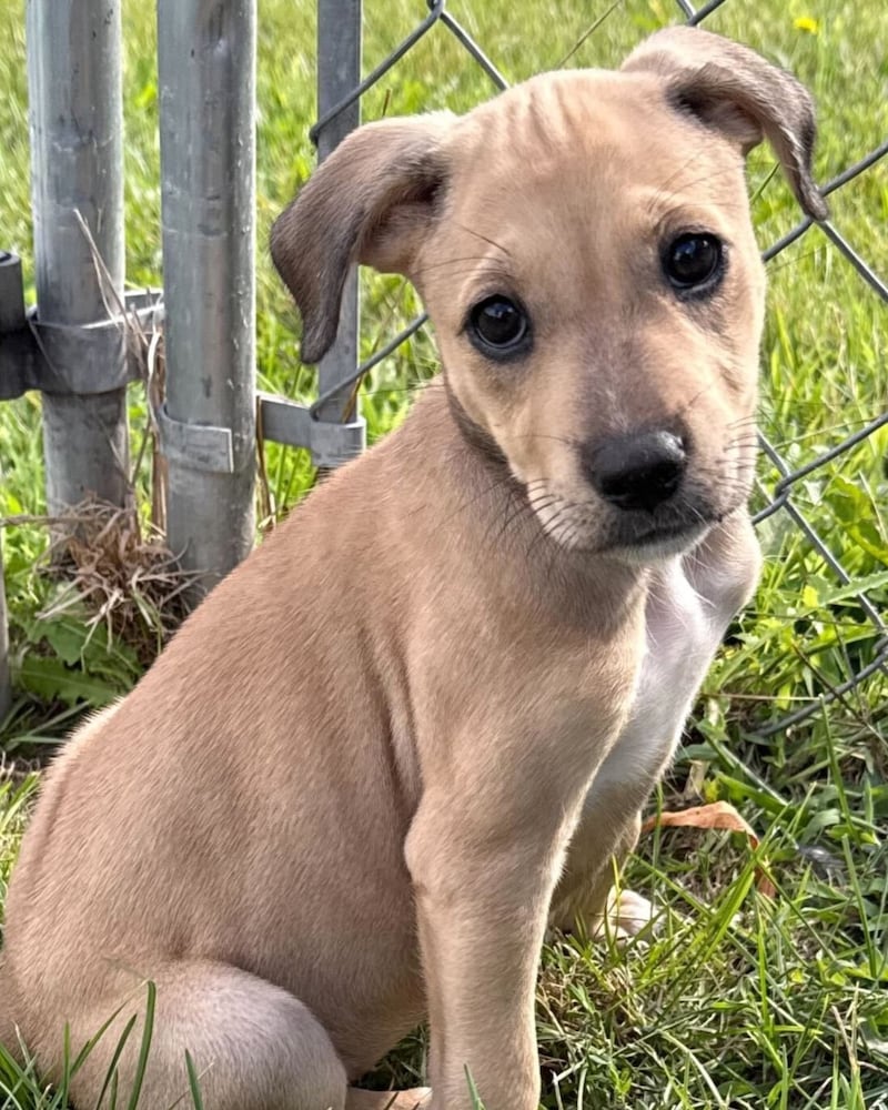 Air Force is Save-A-Pet's pet of the week for Sept. 11, 2025.