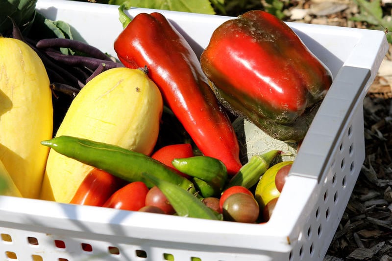 Shaw Local 2020 file photo – A basket of freshly picked produce. Rooted for Good is making sure residents stay fed with Grow Mobile pop-up food pantries at locations throughout DeKalb County.