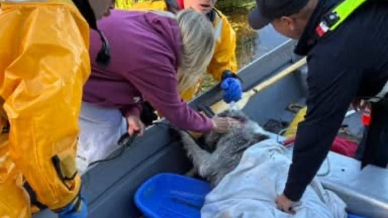 Dog rescued from Lakemoor marsh after animal located by drone, but owner says Bandit not out of woods
