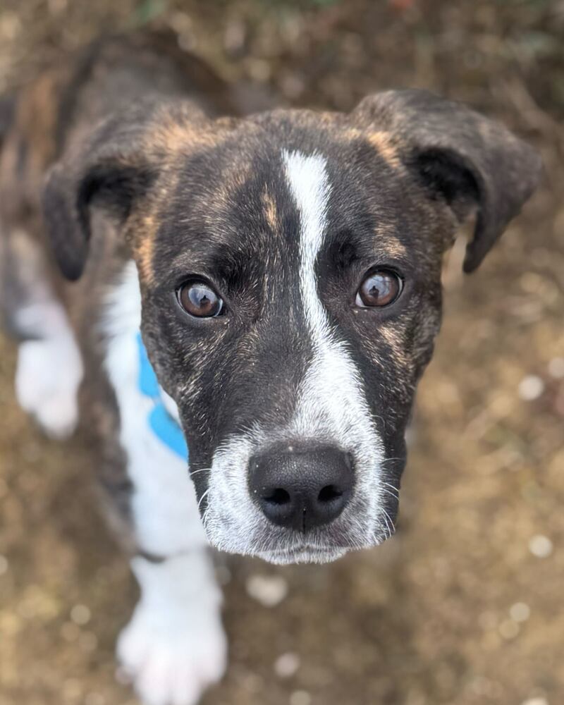 Simon is Save-A-Pet's pet of the week for April 10, 2025.