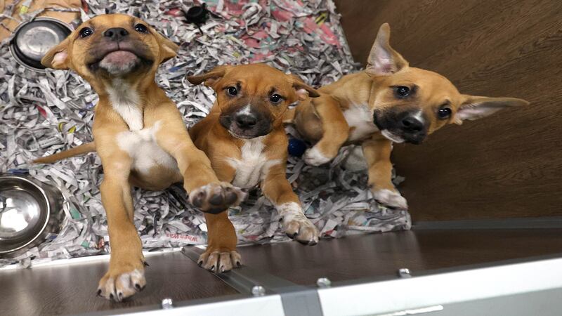 Photos: DeKalb Chamber Nonprofit of the Year Tails Humane Society