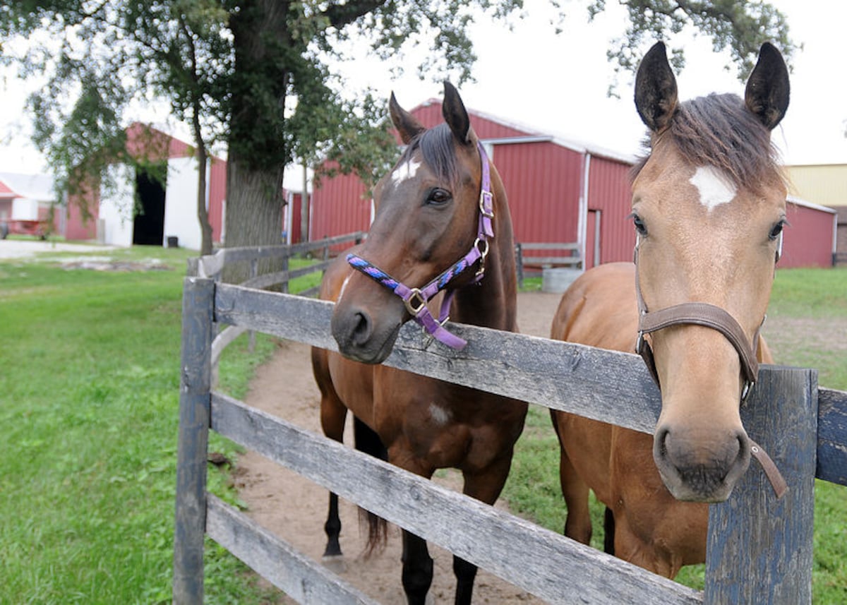 University of Illinois Extension seeks youth for Horse and Hippology Club