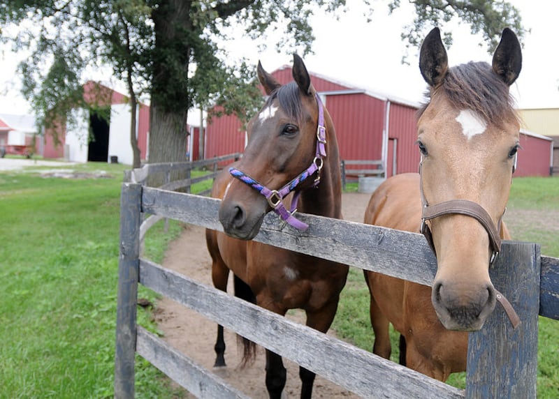 Twin Oaks Horse Farm