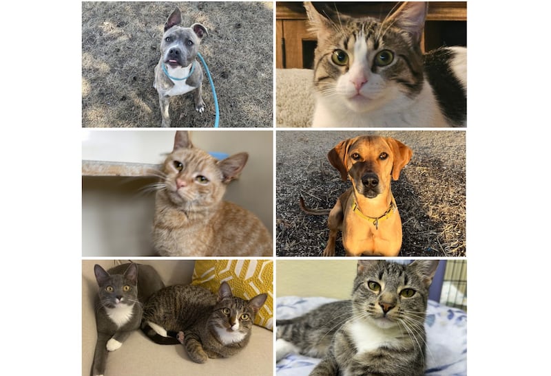 The Herald-News presents this week’s Pets of the Week. Read the description of each pet to find out about it, including where it can be adopted in Will County.