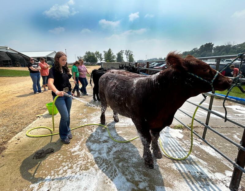 Mayci Humphrey of Dixon washes a steer at the Ogle County 4-H Fair in Oregon on Thursday, July 31, 2025.