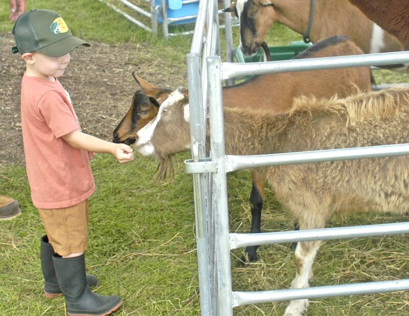 London Jones feeds a goat at the petting zoo at the Lee County Fair on Sunday, July 27, 2025.