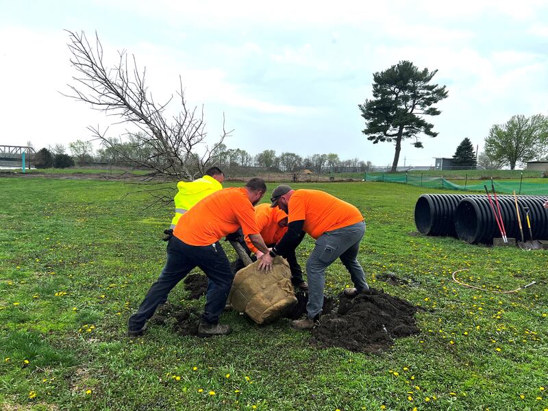 City of Oregon workers plant a tree at the City Dog Park on Friday, April 25, 2025. The tree will mature to a height over 40 feet tall and will provide a great shade canopy in the future.