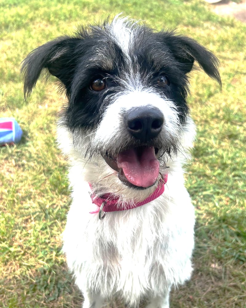 Mrs. Ippi is Save-A-Pet's pet of the week for Sept. 25, 2025.