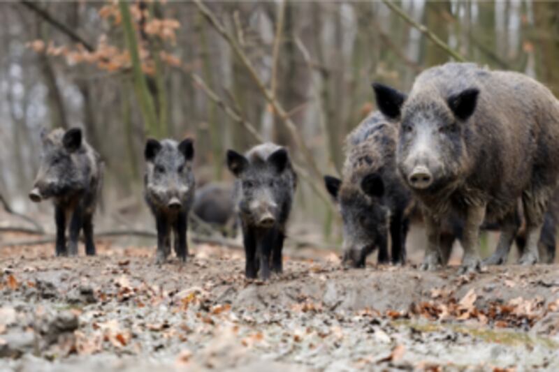 Non-native wildlife species pose threats to Illinois ecosystems and local economies through habitat damage and resource depletion.