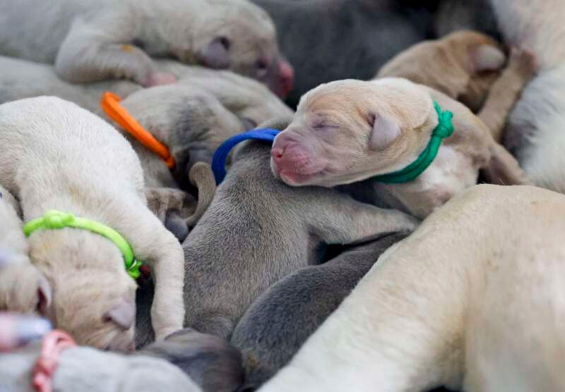 Some of Great Dane Piper's 19 puppies at her Batavia home.