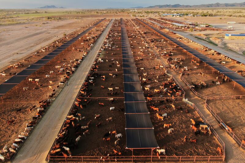 Cattle feed at a ranch that exports livestock to the United States, in Zamora, northern Mexico, with the U.S. border closed to Mexican cattle imports over screwworm concerns.