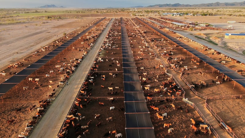 Ag groups react to beef import proposal