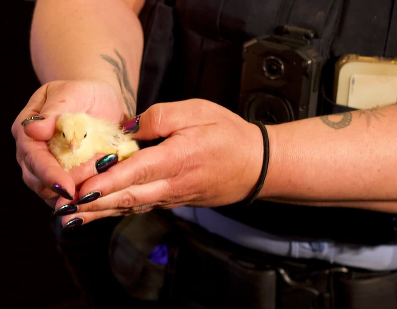 Joliet Police Officer Katelyn Kozielski holding a chick on Thursday, April 30, 2026, at Joliet City Hall, after a news conference about a police investigation that uncovered unlawful drug activity and animal cruelty, according to Joliet police officials. The chick is among 29 animals rescued during the investigation.