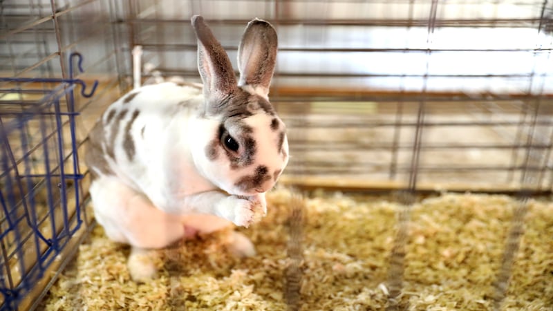 4-H rabbit workshop offers hands-on learning for Lee County youths