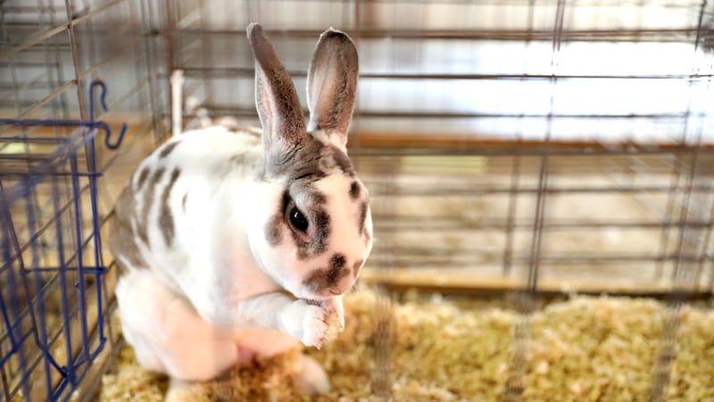 4-H rabbit workshop offers hands-on learning for Lee County youths