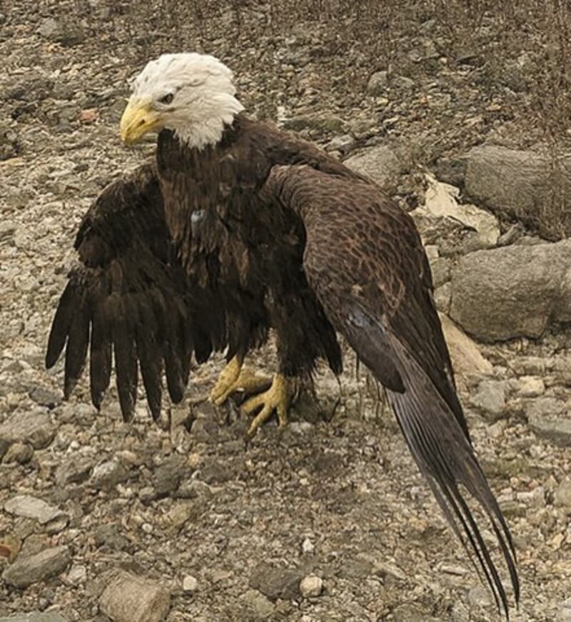 This injured bald eagle died after Conservation police rescued it near Starved Rock. Sgt. Phil Wire the bird died from injuries sustained in the wild and not because of human interference. Coincidentally, a second eagle was found dead in DeKalb County recently.