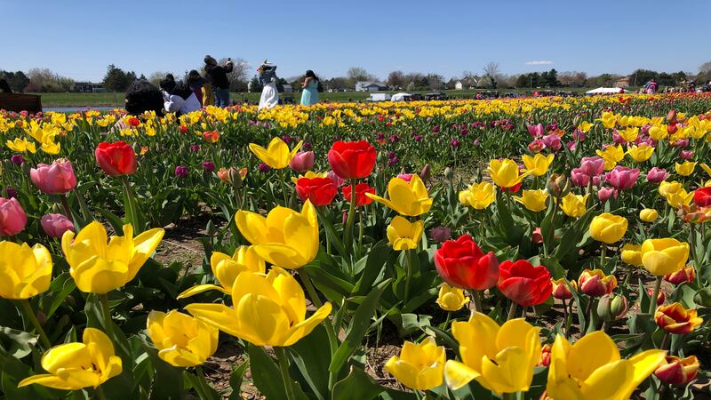 Richardson Farm Tulip Festival to open for the season April 22