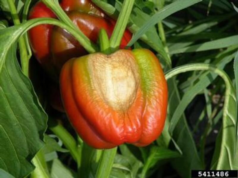 Sunscald damage on a mature pepper plant.