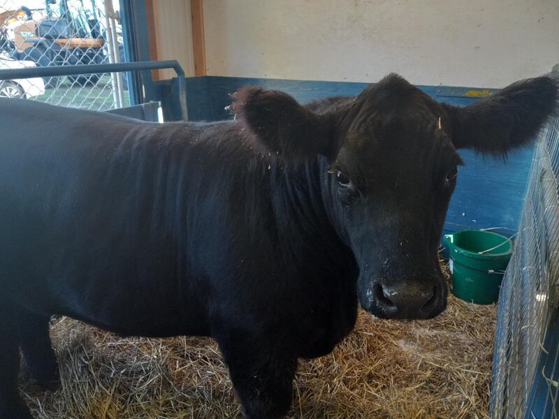 Jasper the black angus steer.