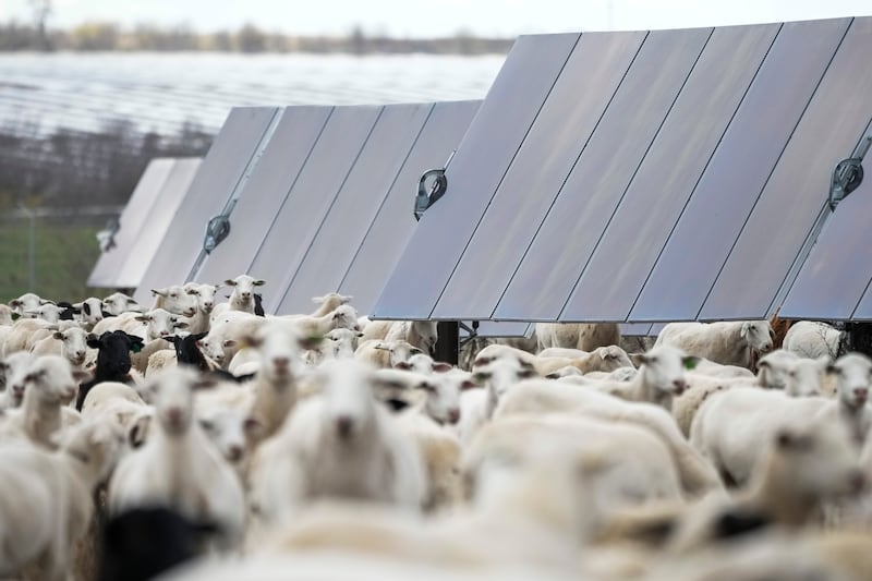 Sheep graze on a solar farm owned by SB Energy in Buckholts, Texas.