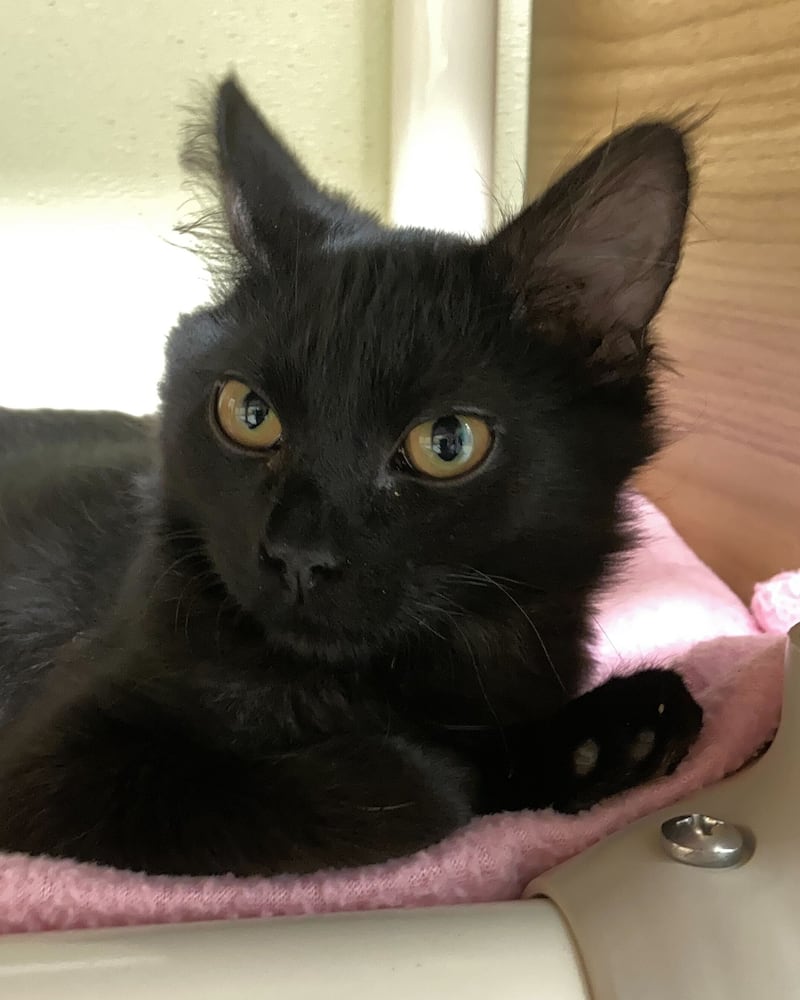 Allspice is Save-A-Pet's pet of the week for Oct. 16, 2025.