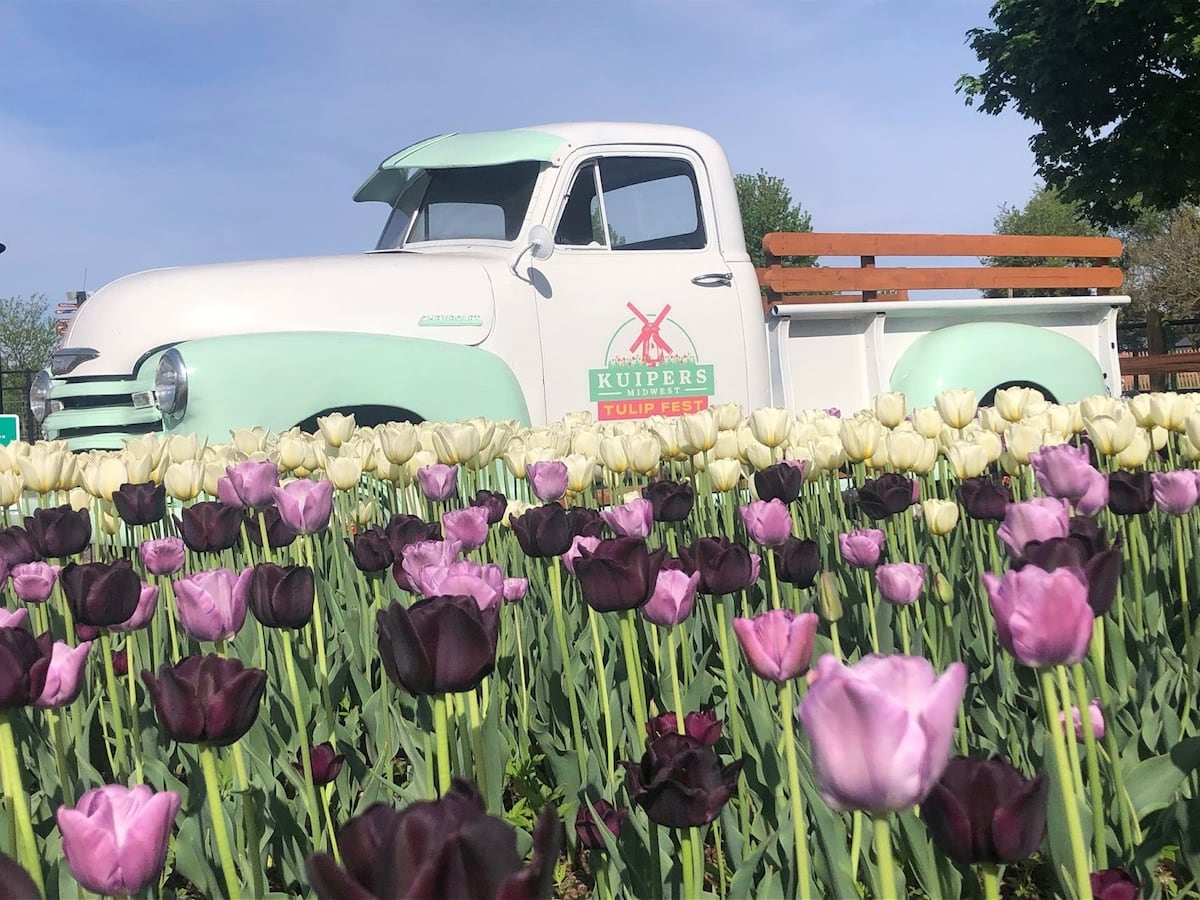 Midwest Tulip Festival now open at Kuipers Family Farm in Maple Park