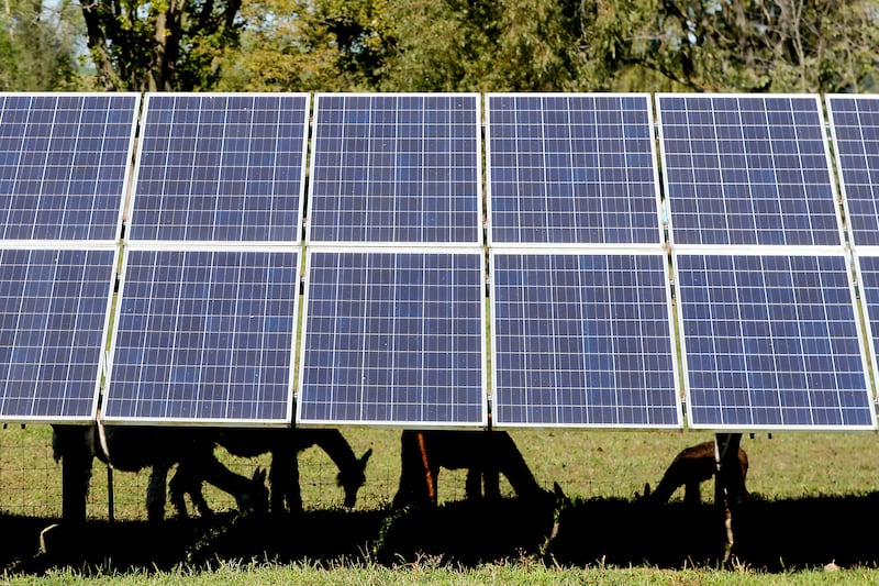 Alpaca’s graze in the shade of solar panels during a stop on the McHenry County Farm Stroll on Sunday, Sept. 28, 2025  at Hephzibah Farms in Hebron. The farm stroll, a self-guided tour of McHenry County’s family farms, featured farm tours, demonstrations and products for sale at eleven farms.