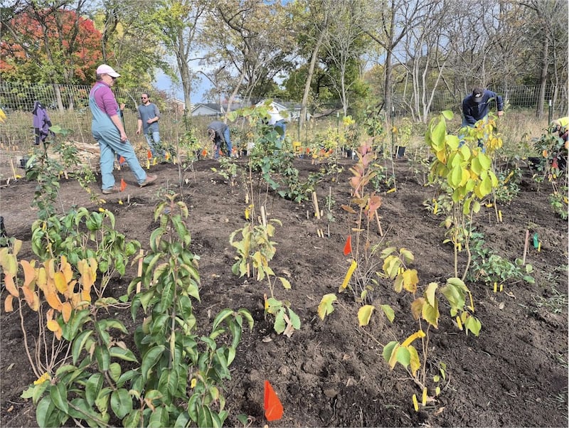 Dozens of volunteers help the Algonquin Garden Club install over 200 plants and trees for Kane County's first "mini-forest" on Oct. 25, 2025 at the Dixie Briggs Fromm Conservation Area.