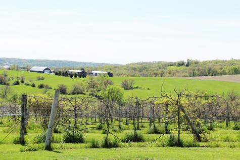 Fergedaboutit Vineyard & Winery in northwest Illinois combines gorgeous views with a taste of Italy