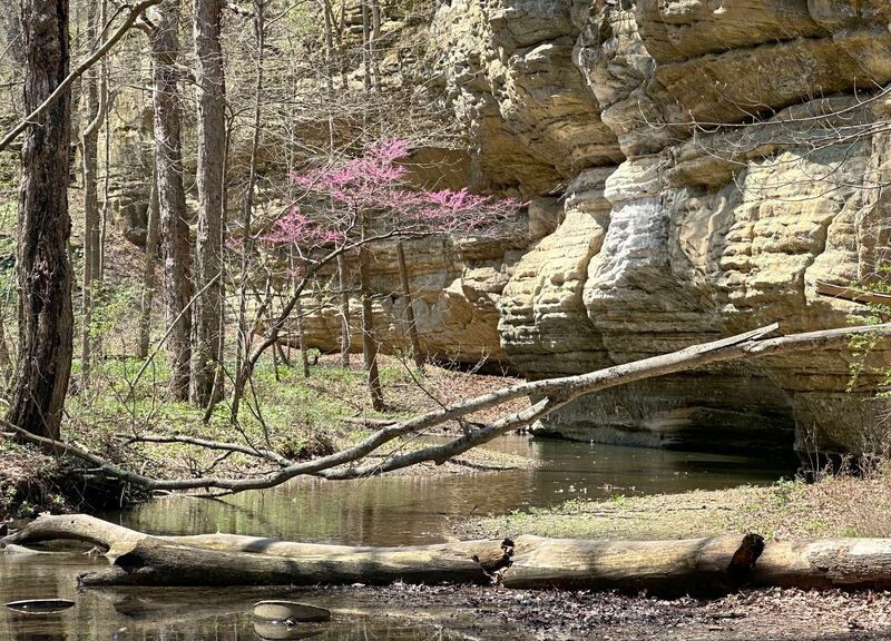 A  redbud tree blooms on the trailhead to Illinois Canyon on Tuesday, April 22, 2025 at Starved Rock State Park.