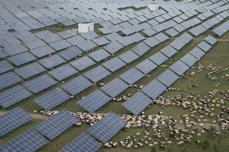 Tibetan sheep graze at a solar farm in Hainan prefecture of western China's Qinghai province on Tuesday, July 1, 2025. (AP Photo/Ng Han Guan)