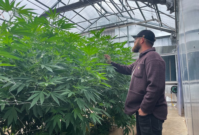 Justin Ward stands next to some hemp plants at Stoney Branch Farms, which can grow to be 12-16 feet. While Stoney Branch sells hemp in the form of gummies, teas, capsules, joints and whole flowers, hemp is also widely used to make paper, fabrics, rope, makeup and lotions.