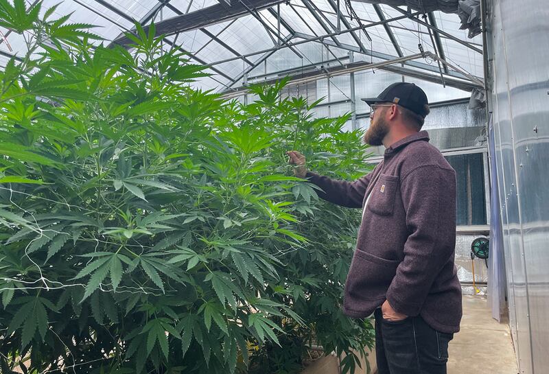 Justin Ward stands next to some hemp plants at Stoney Branch Farms, which can grow to be 12-16 feet. While Stoney Branch sells hemp in the form of gummies, teas, capsules, joints and whole flowers, hemp is also widely used to make paper, fabrics, rope, makeup and lotions.
