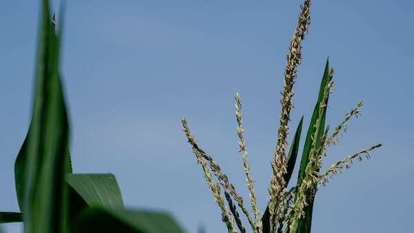 AFBF survey: Majority of U.S. farmers unable to meet fertilizer needs
