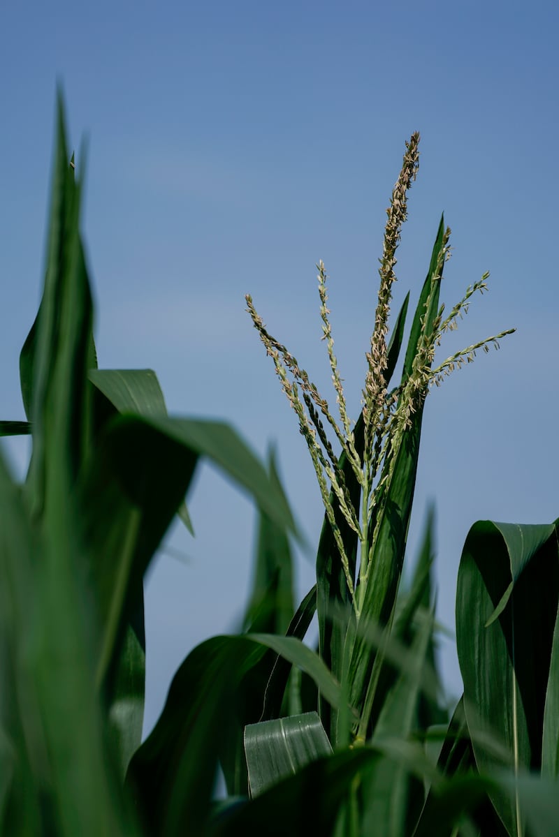 An overwhelming majority of America’s farmers who responded to a nationwide survey say they cannot afford to purchase enough fertilizer to get them through the year.