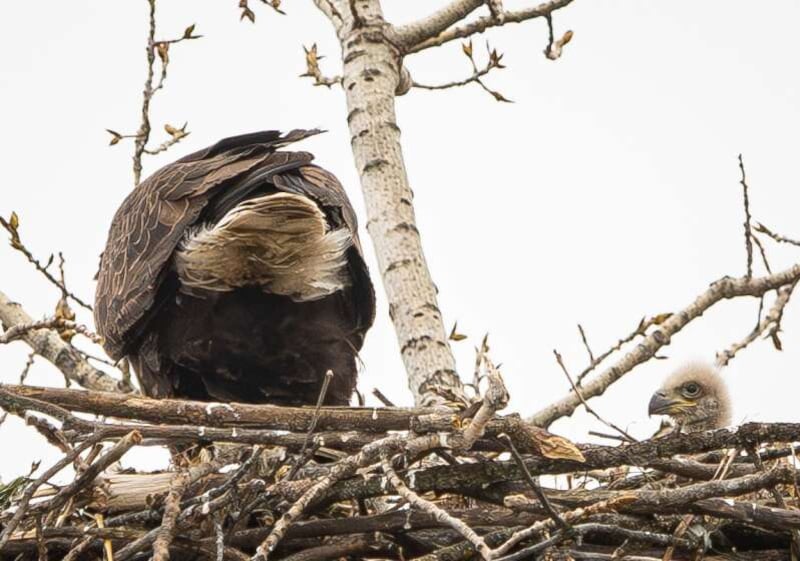 An eaglet peeks out of its nest on the grounds of Fermi National Accelerator Laboratory in Batavia on March 30, 2026.