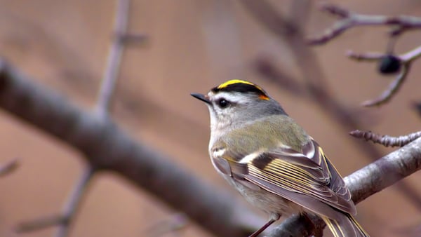Birdwatching Hike at Dixon Refuge This Saturday