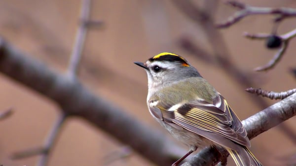 Illinois Extension to hold birdwatching hike April 18 in Mendota