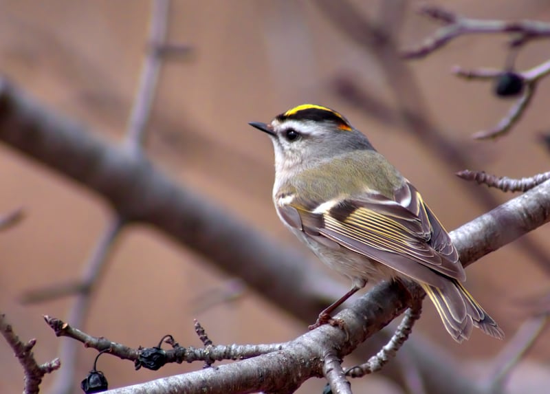 The 'crown' of the golden-crowned kinglet sits between black stripes on either side of the head.